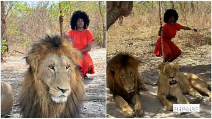 Lady poses with 2 live lions in a forest at Safari – Photos wows netizens