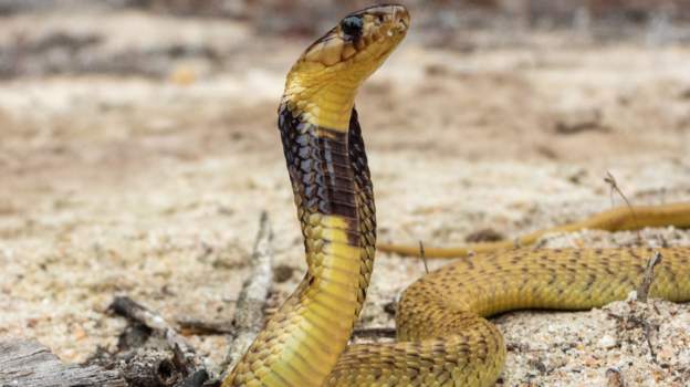 SA Pilot provides safe landing despite cobra scare mid-air