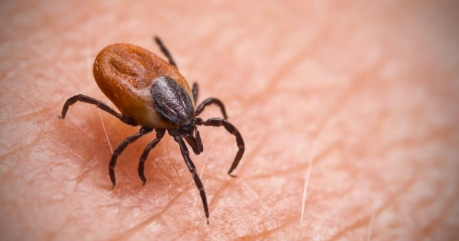 Tick-borne virus that produces  meningitis discovered in UK