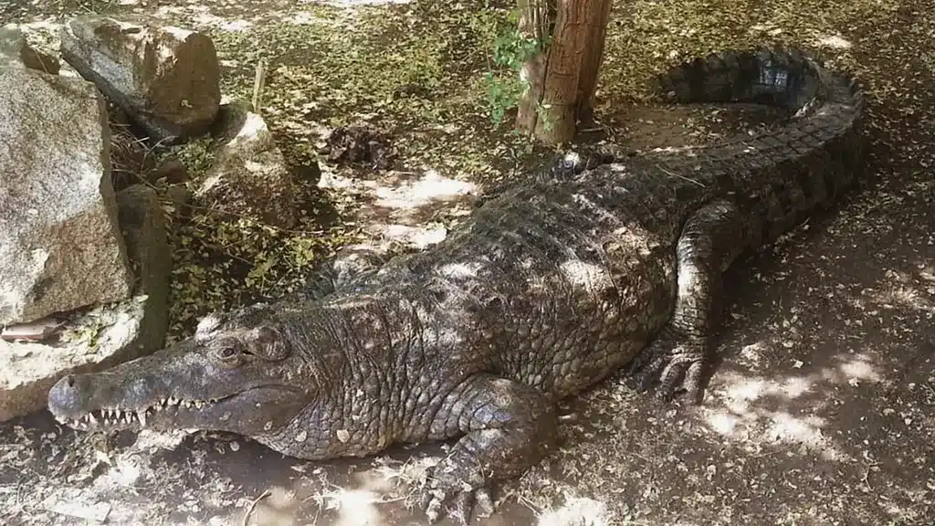 Sudan: Crossfire in Khartoum burn zoo animals