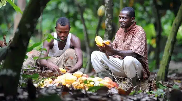 Another reversal seen in cocoa farmgate pricing