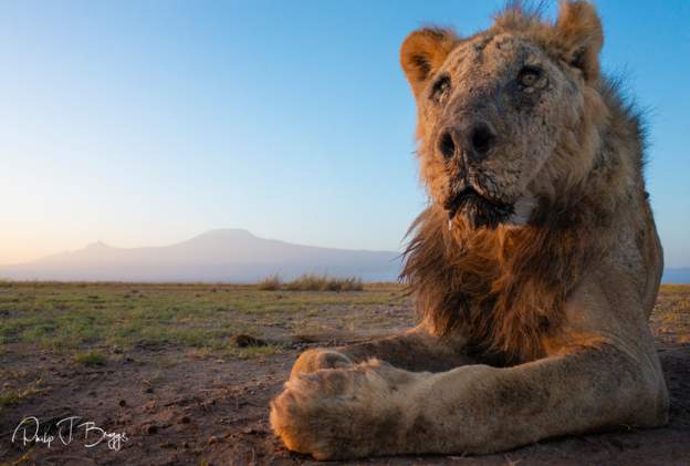 Oldest lion in Kenya dies at age 19