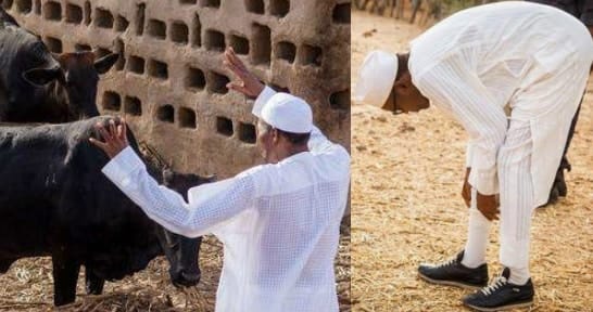 Buhari chides Nigerians; says its easier to rule cows than them