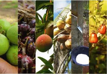 Coconut, cashew and rubber production get $100m funding boost