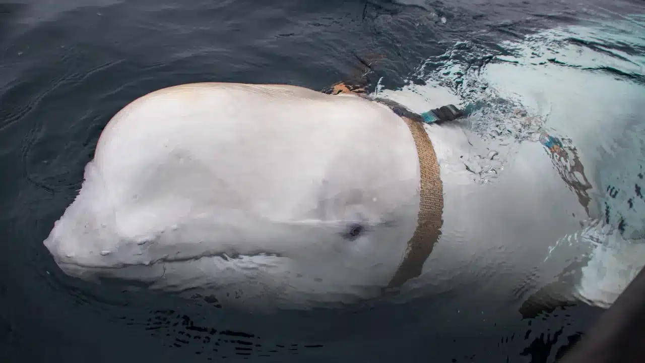 Norway warns of danger to whale, urges people to stay away