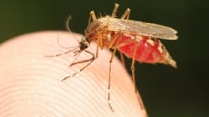 Malaria parasites cannot be eliminated by Herbal medicines