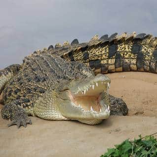 40 crocodiles to be sold by Namibia to lessen conflict