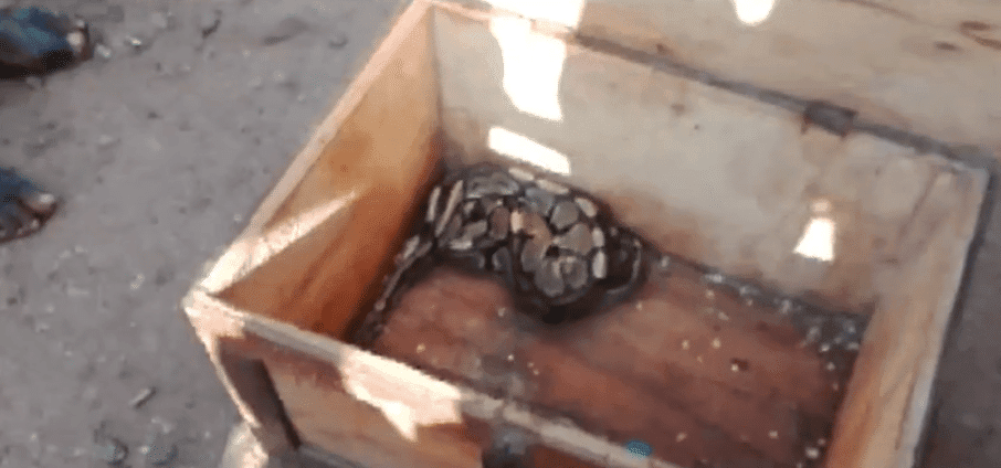 Ritual gone bad as ‘Sakawa’ boys return snake after it failed to vomit money