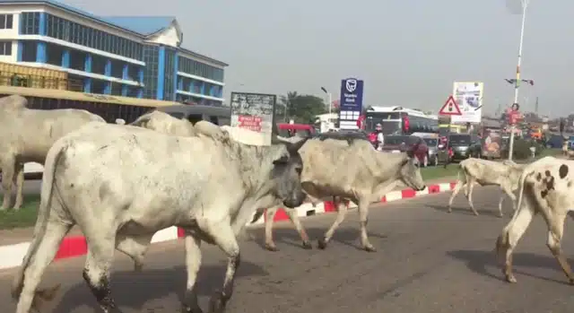 Stray animals to be auctioned