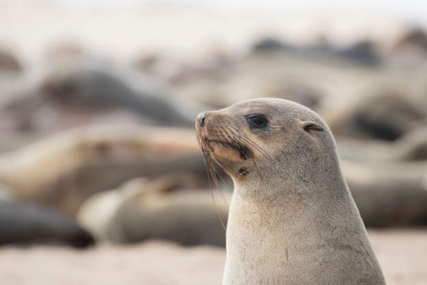 Campaigner in Namibia raise concerns on seal harvesting