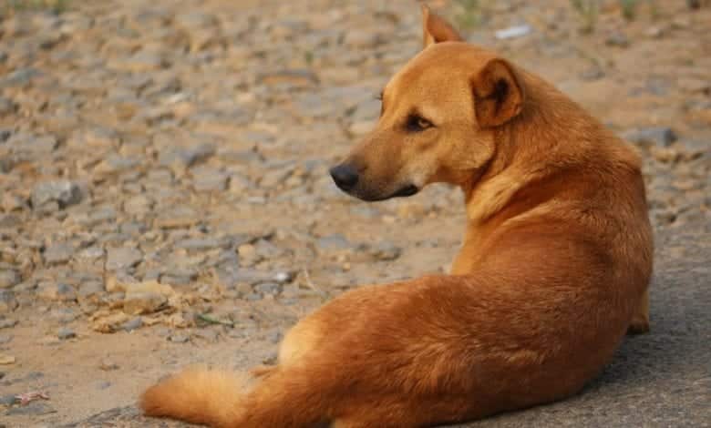 13 attacked by a dog with rabies at Gomoa Dominase