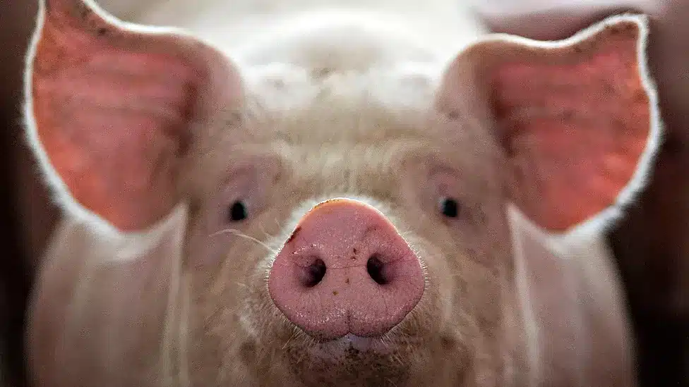 Why animal farm continues to wow Zimbabweans