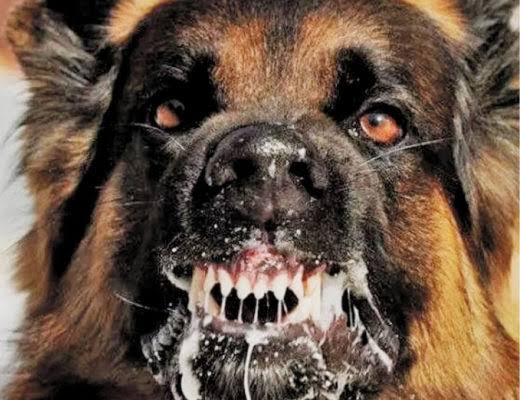 Rabies kills 12-year-old in Asokore