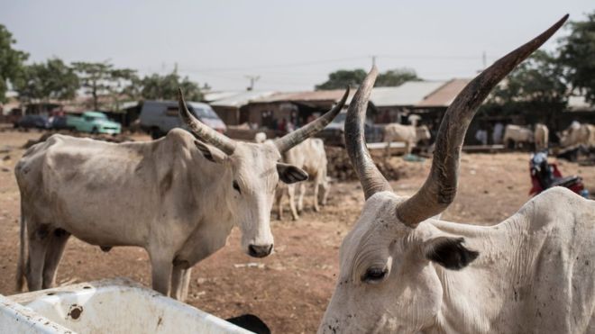 Your cattle are causing destruction in Wenchi; you have 7 days to relocate them – Chiefs tell herdsmen