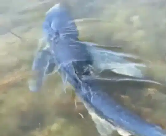 New shark spotted off Spanish coast