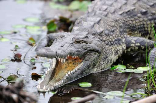 Namibia to sell crocodiles to address conflicts