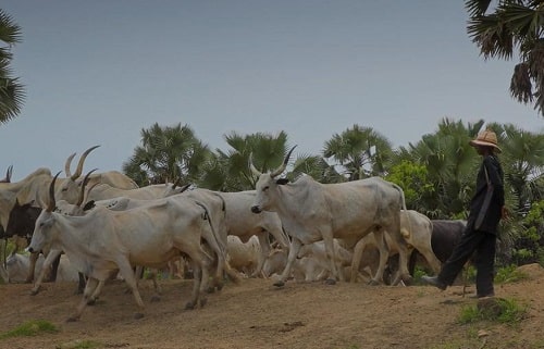 Jihadist groups allegedly smuggling looted animals into Ghana – DW reports