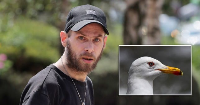 Man who sexually assaulted a seagull in alleyway arrested