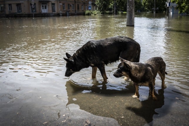 Russians assault British man who tried to rescue animals from floodwaters