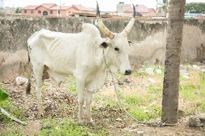 Veterinary Officer assures public Anthrax disease is under control