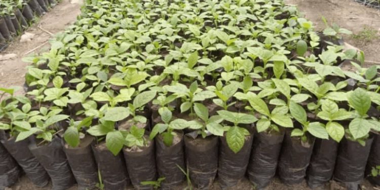 Green Ghana Day: Avoid planting trees close to low-voltage power lines – ECG