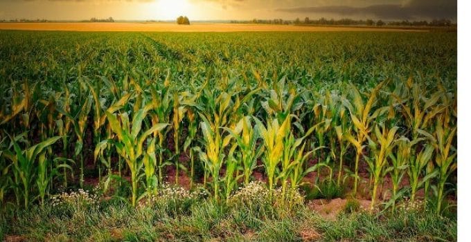 Experts recommend farmers to prioritize the use of indigenous maize seeds