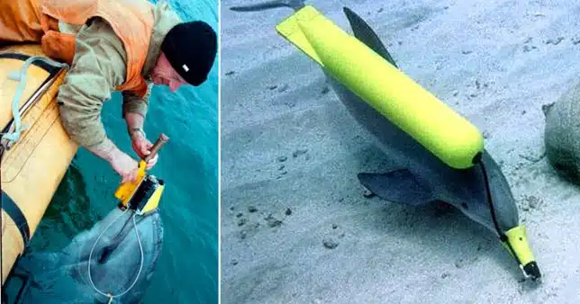 Russia doubles number of trained dolphins