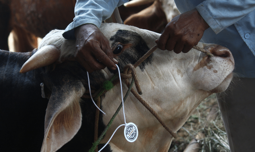 Consider fowls for Eid-Ul-Adha celebration – Environmental Health advises