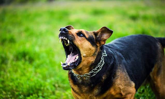 Rampaging dog attacks 8 individuals, resulting in 2 fatalities in Awutu Bereku