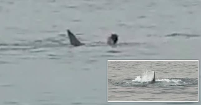 Swimmer cried for aid as he was mauled to death by a shark