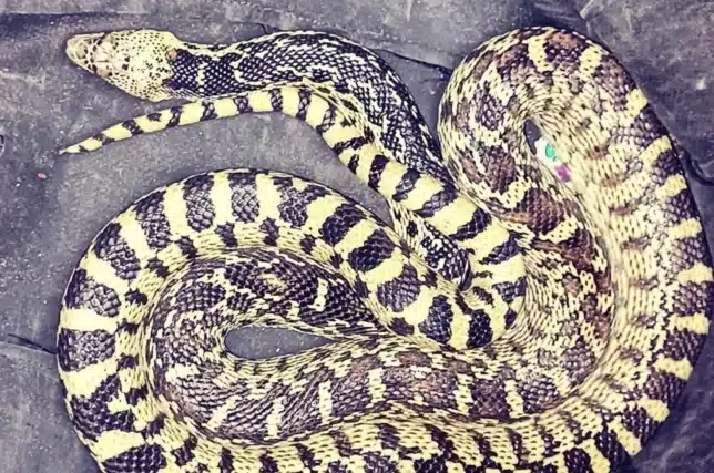 Snake of about eight feet long discovered outside pub in London