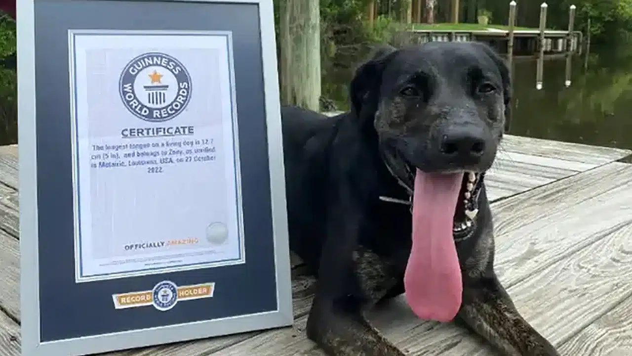 Zoey, a Lab-shepherd mix, has world’s longest dog tongue