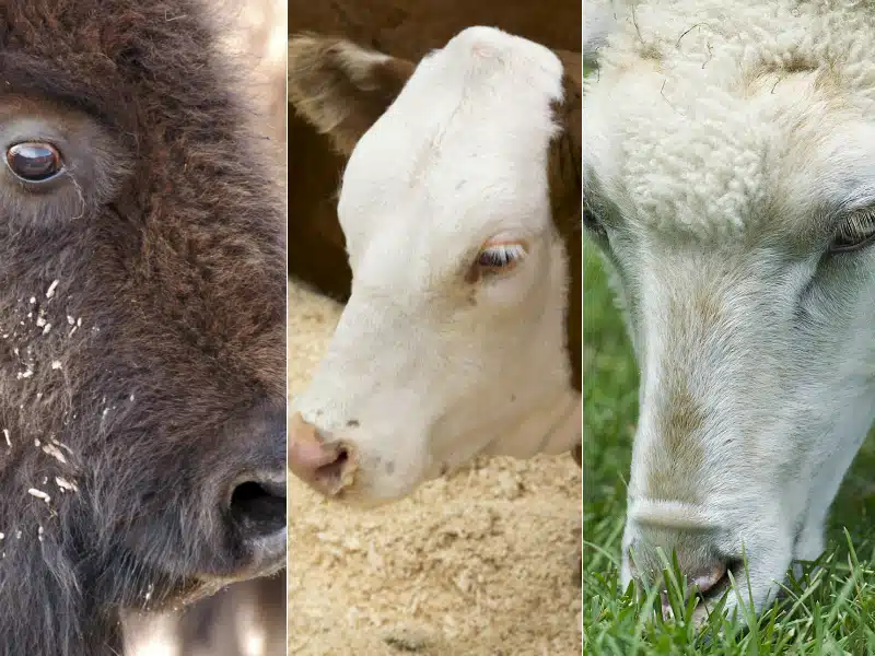 Latest anthrax update in Upper East