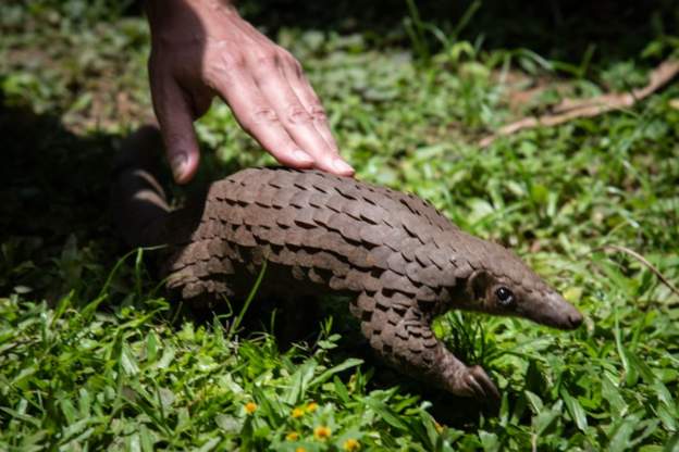 Mozambicans apprehended in Malawi while attempting to sell pangolin