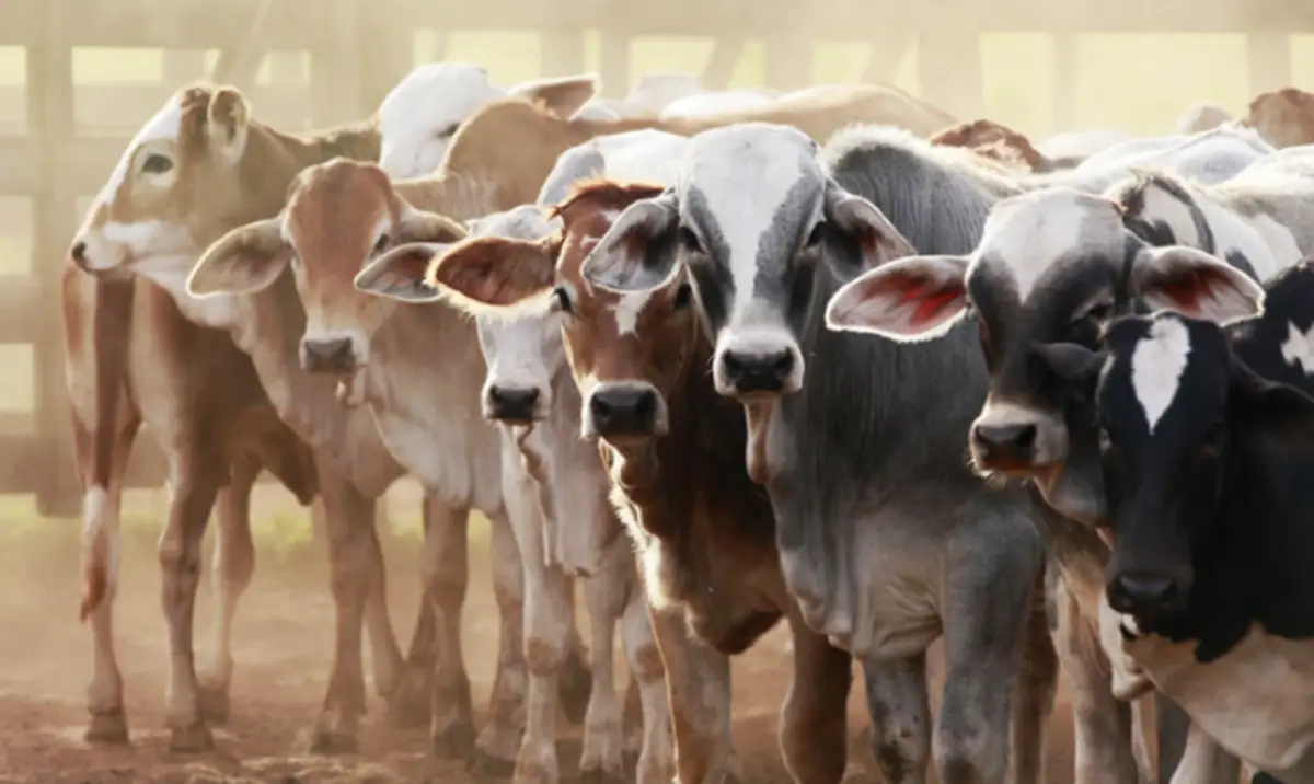 Eid celebrants express frustration over soaring livestock prices