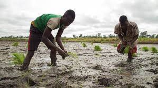 Rice farmers encourage production of new varieties