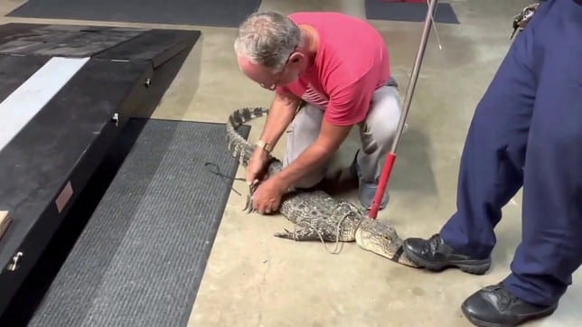 Alligator found in couple’s house in middle of night