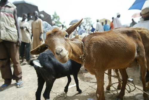 Mfantseman Municipal Assembly captures 100 free-range goats and sheep to check poor sanitation