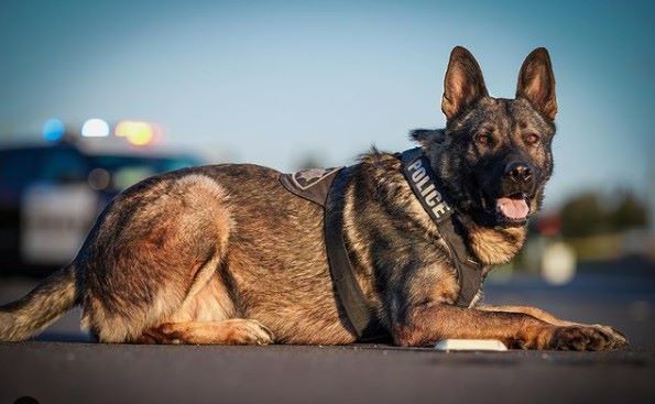 Police, Prison Service to get K9 dogs to combat crime