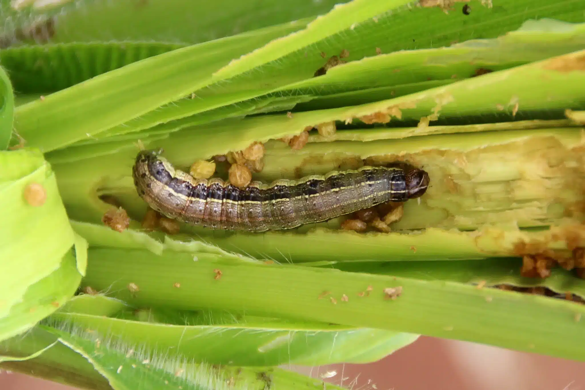Farms at Nabdam invaded by armyworms