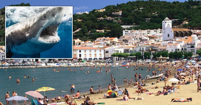 Swimmers scream in terror after seeing two sharks off Spanish beach