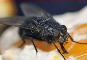 Dawhenya invaded by suspected black flies