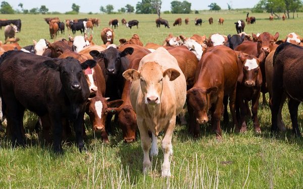 No need to panic, anthrax outbreak is under control – Ghana Veterinary Service assures