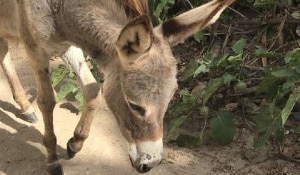 Donkey population under threats over high demands for  Donkey skin and meat