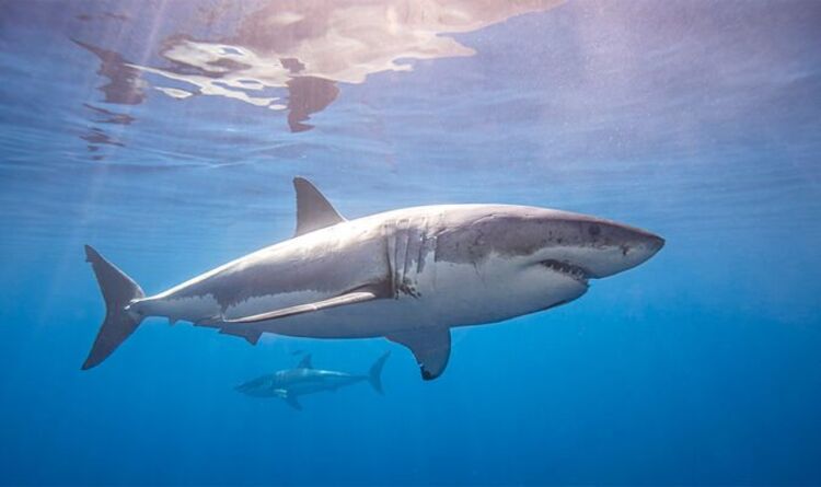 Beachgoers escape in panic as large shark approaches them off coast of Florida