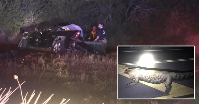 pregnant mother and her unborn child killed after an alligator crossed a highway