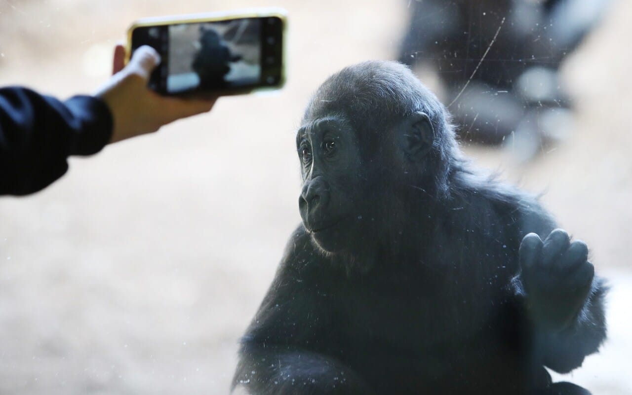 Toronto Zoo cautions visitors against sharing videos with the “fascinating” gorillas