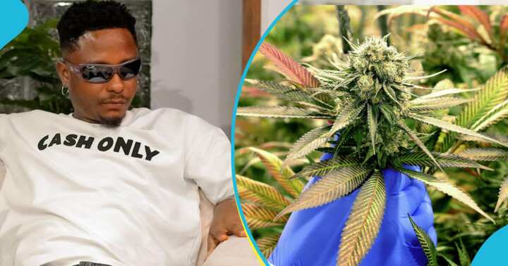 Kelvyn Boy plans to venture into the cultivation of narcotic plants