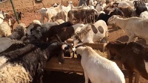 How anthrax is hurting customers, businesses, butchers, and animals