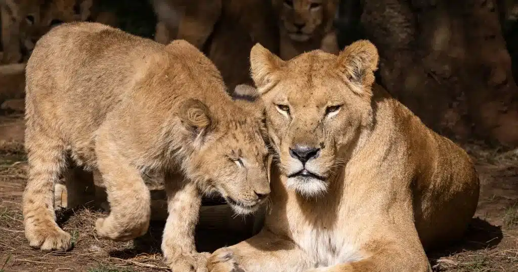 Zookeepers in Rabat are preparing for the heat wave